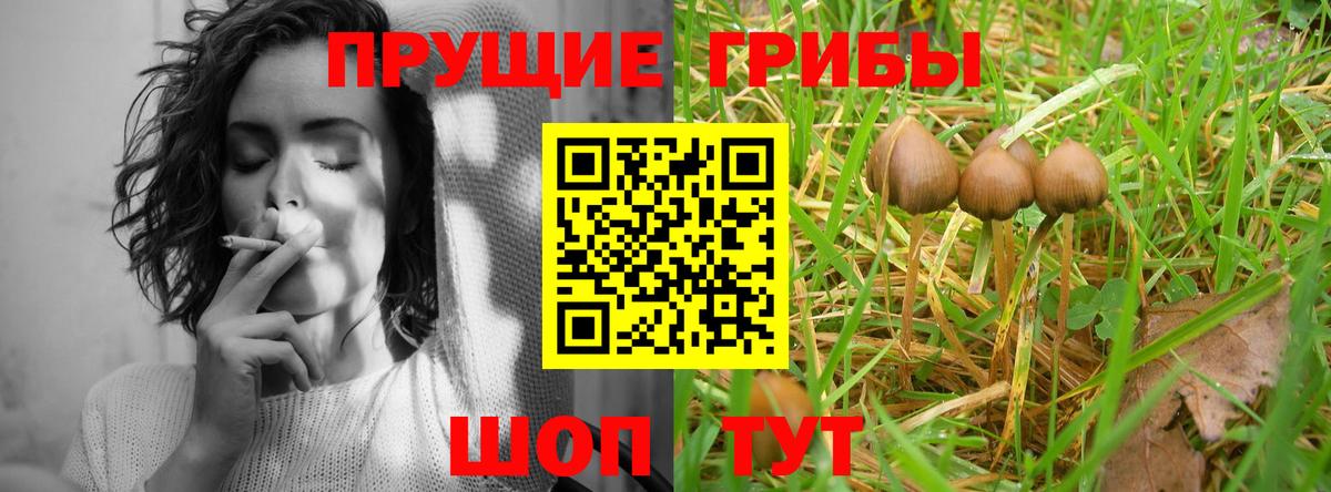 Псилоцибиновые грибы GOLDEN TEACHER Калининград